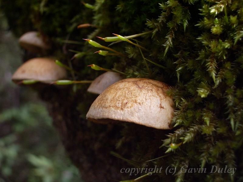 Moss and fungi, Point Lookout IMGP1324.JPG